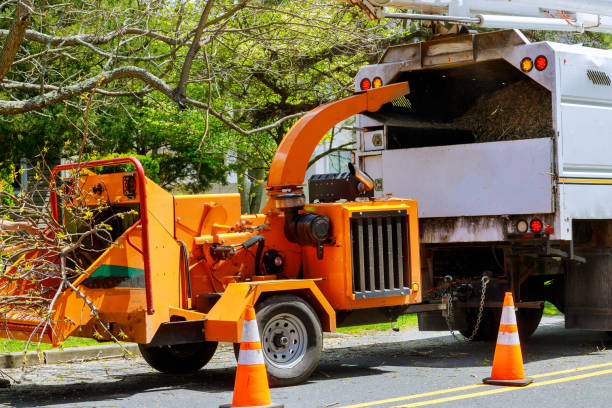 Best Tree and Shrub Care  in Star Valley Ranch, WY