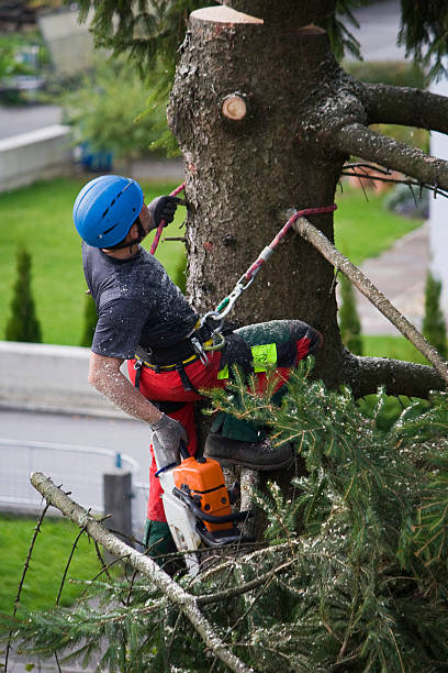 Best Hazardous Tree Removal  in Star Valley Ranch, WY